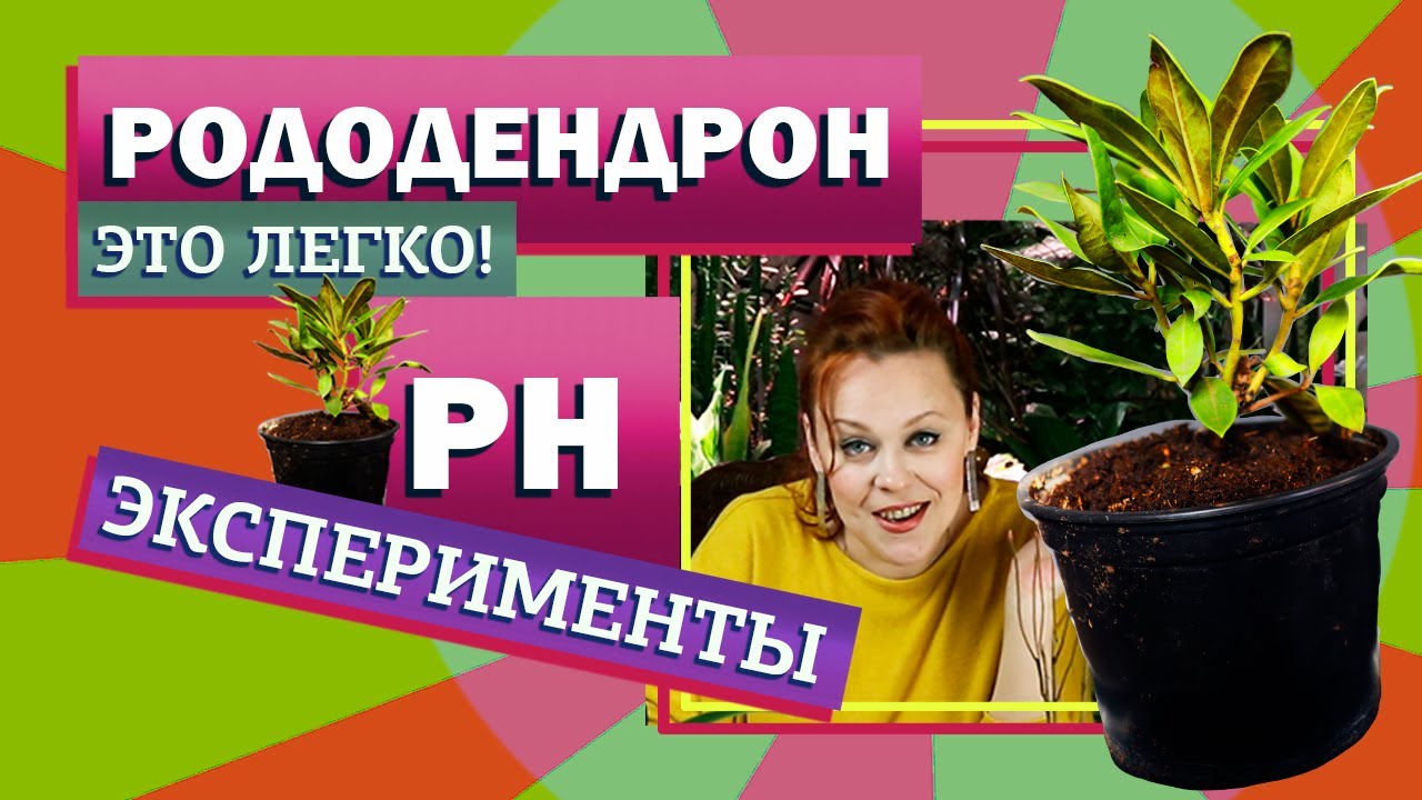 Рододендрон. Саженец из магазина. Определяю кислотность грунта.