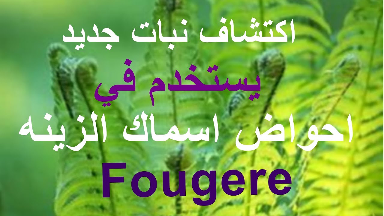 اكتشاف نبات جديد لاحواض اسماك الزينه