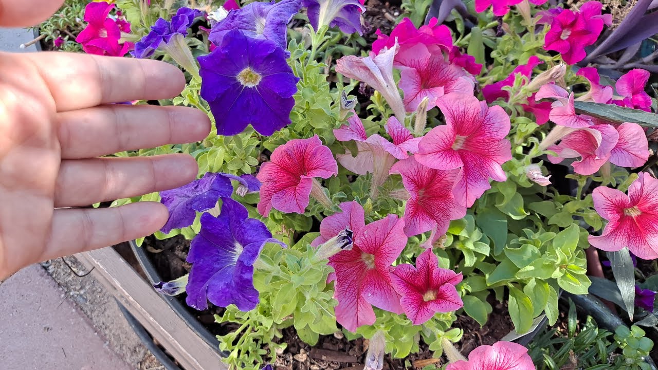 La VERDADERA Razón Por La Que Tus PETUNIAS No Florecen Y Cómo Solucionarlo