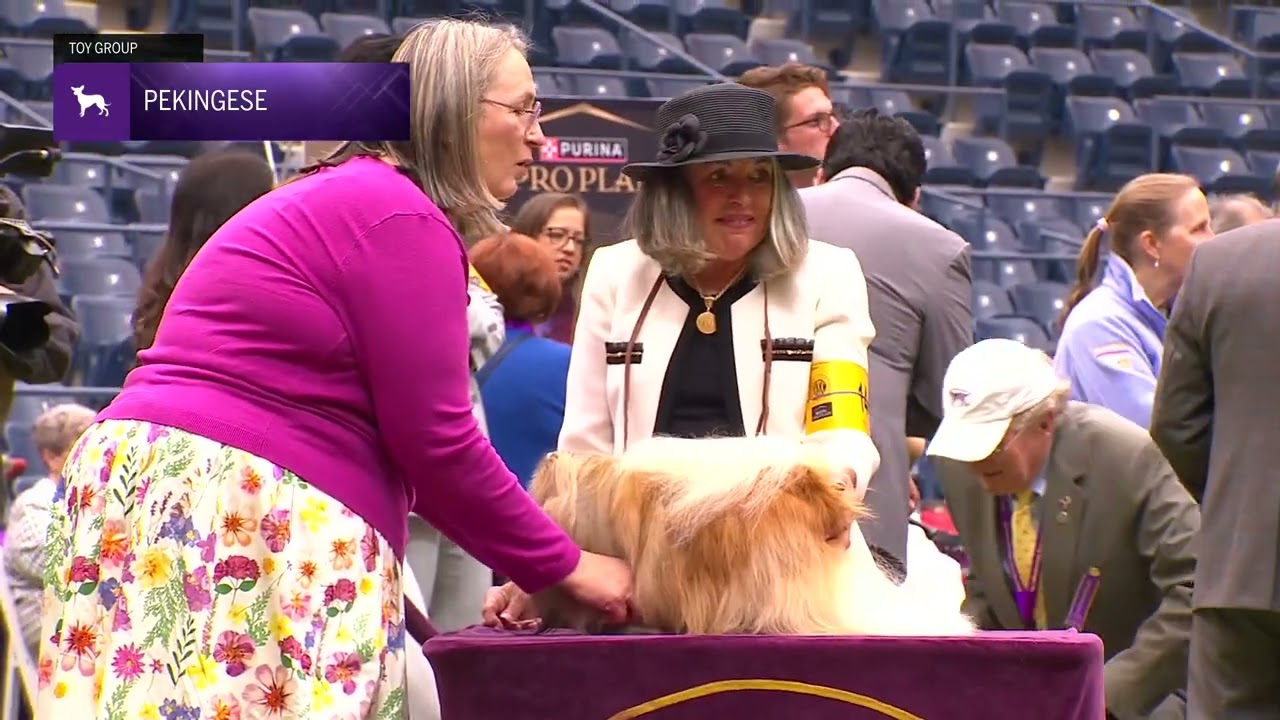Pekingese | Breed Judging 2024