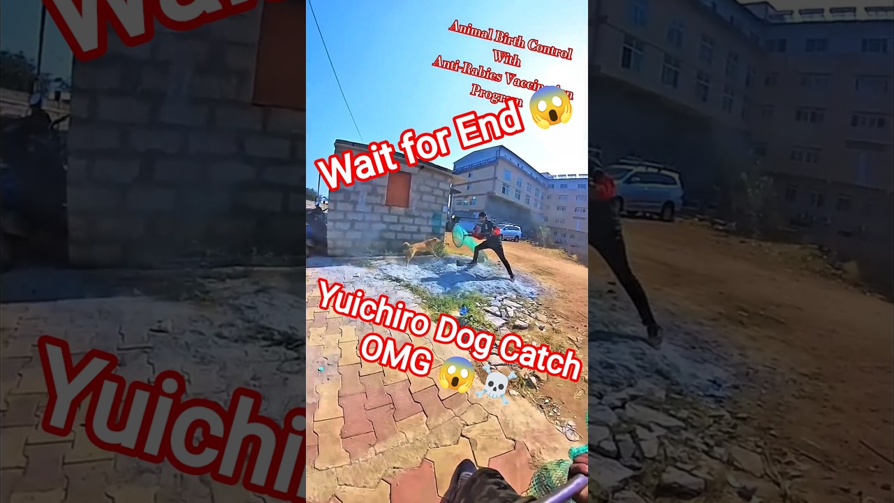 Yuichiro Dog Catch #yuichiro #dog #dogwithpublicsafety #ytviral #pets #dogshorts #shorts