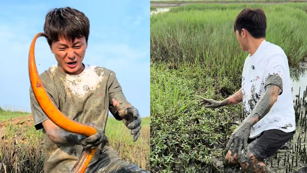 又多又大的鳝魚，大的有壹斤七八兩#农村生活 #大軟絲 #搞笑 #snake #fishing #food