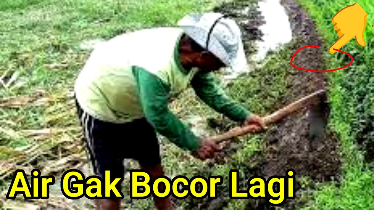 Macul kesrik rumput galengan sawah langkal awal menanam padi