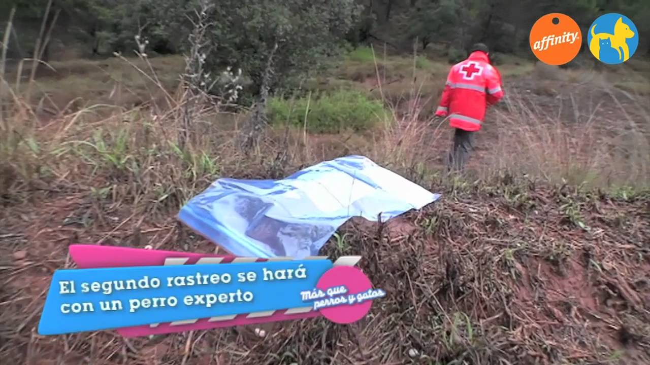 Más que mascotas - ERIE Cruz Roja - Más que perros y gatos 11 | Fundación Affinity