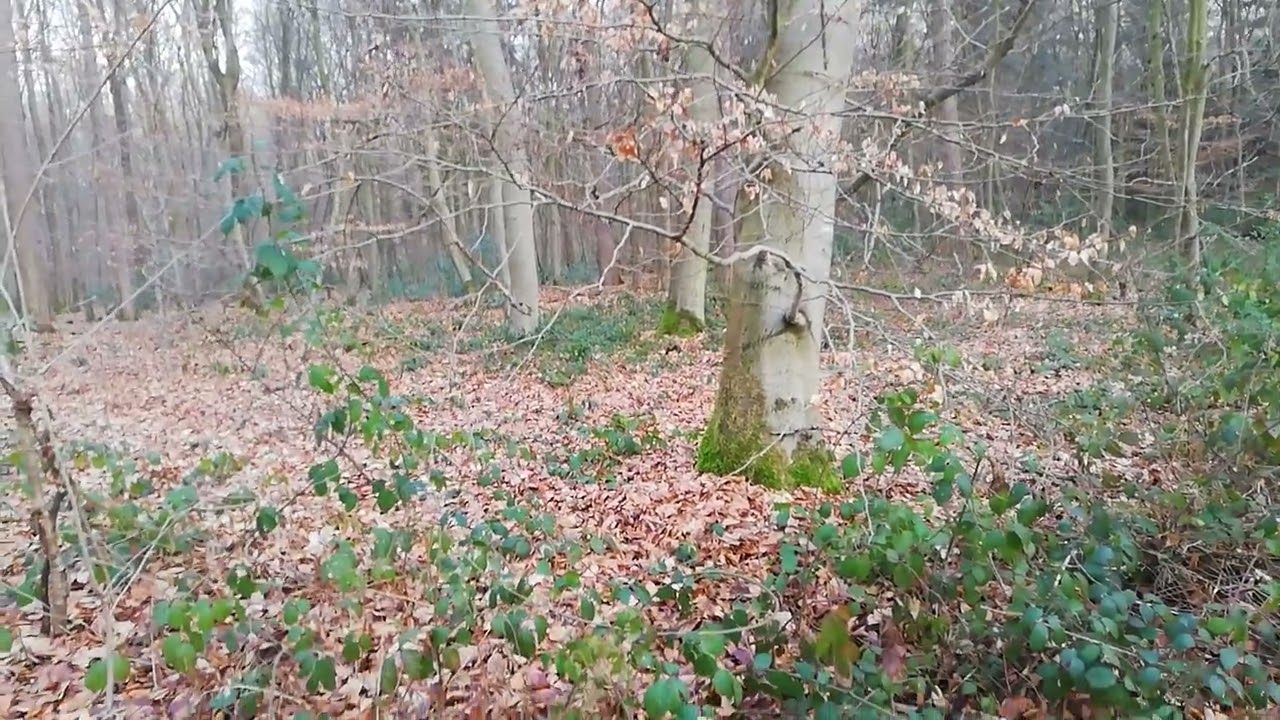 Waldspaziergang