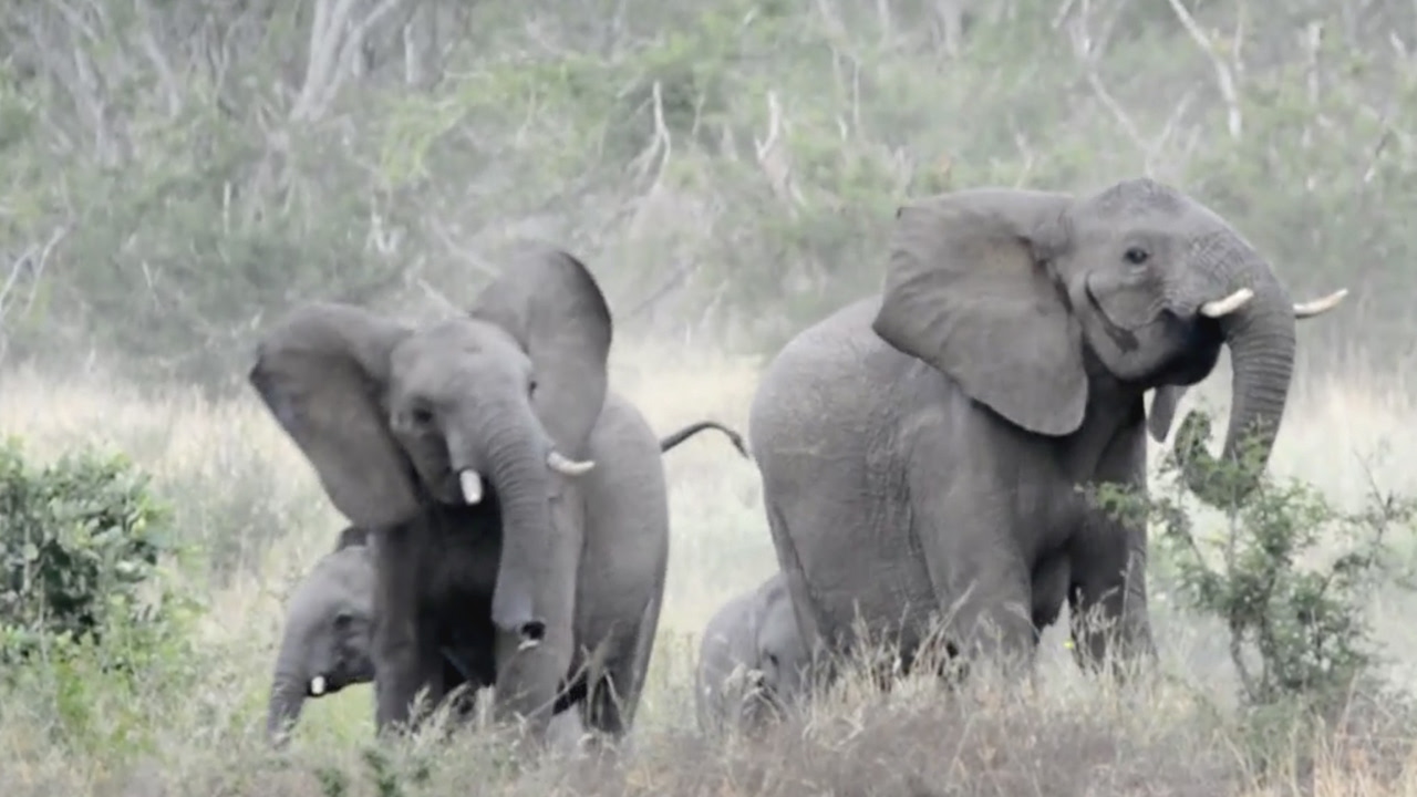 Elephants Run Away From Swarm Of Bees