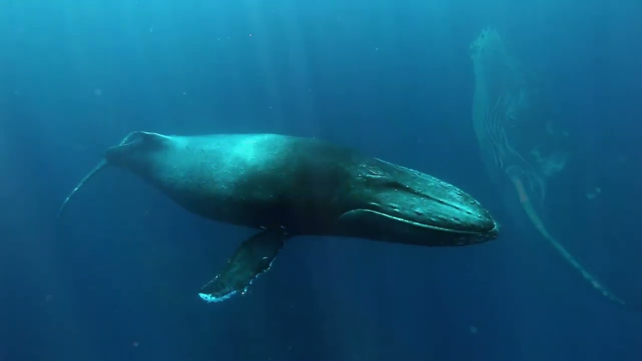【クジラ 鳴き声のみver】Whale Healing Frequency 528Hz 🐋 | Cosmic Sound for DNA Repair & solfeggiofrequencies