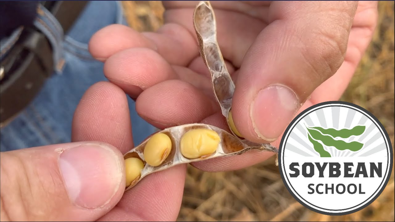 Soybean School: Managing harvest with maturity rating and planting date