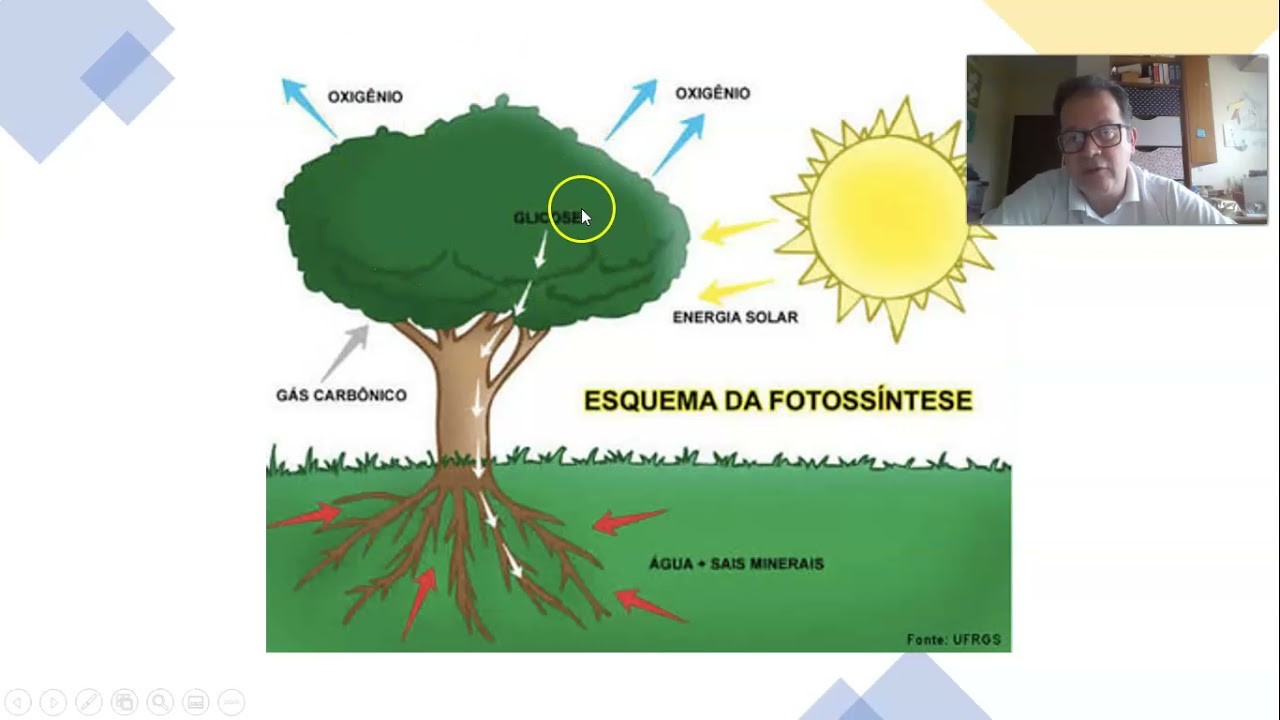 Xilema e Floema
