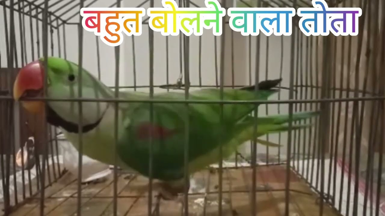 #Mummy #papa # radhe  bolne wala mera pyara mitthu baccha ##viral 