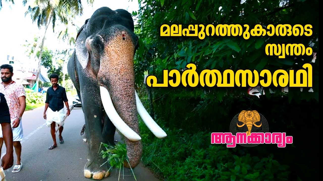 EP 35 | മലപ്പുറത്തുകാരുടെ സ്വന്തം പാർത്ഥസാരഥി | Parthasarathy | Aanakkaryam