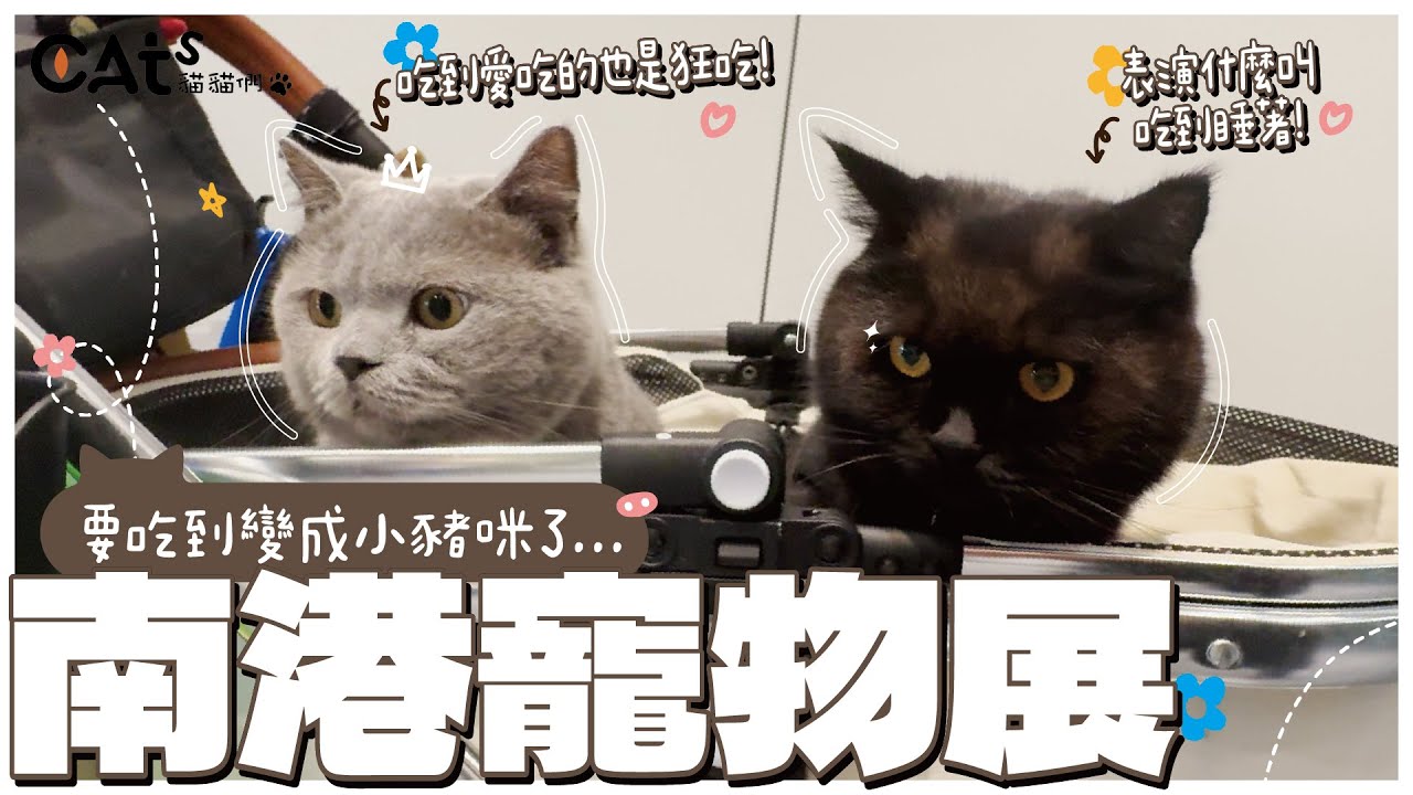 南港寵物展/整路吃不停還飽睏的林熊熊/又不小心買了好多新品