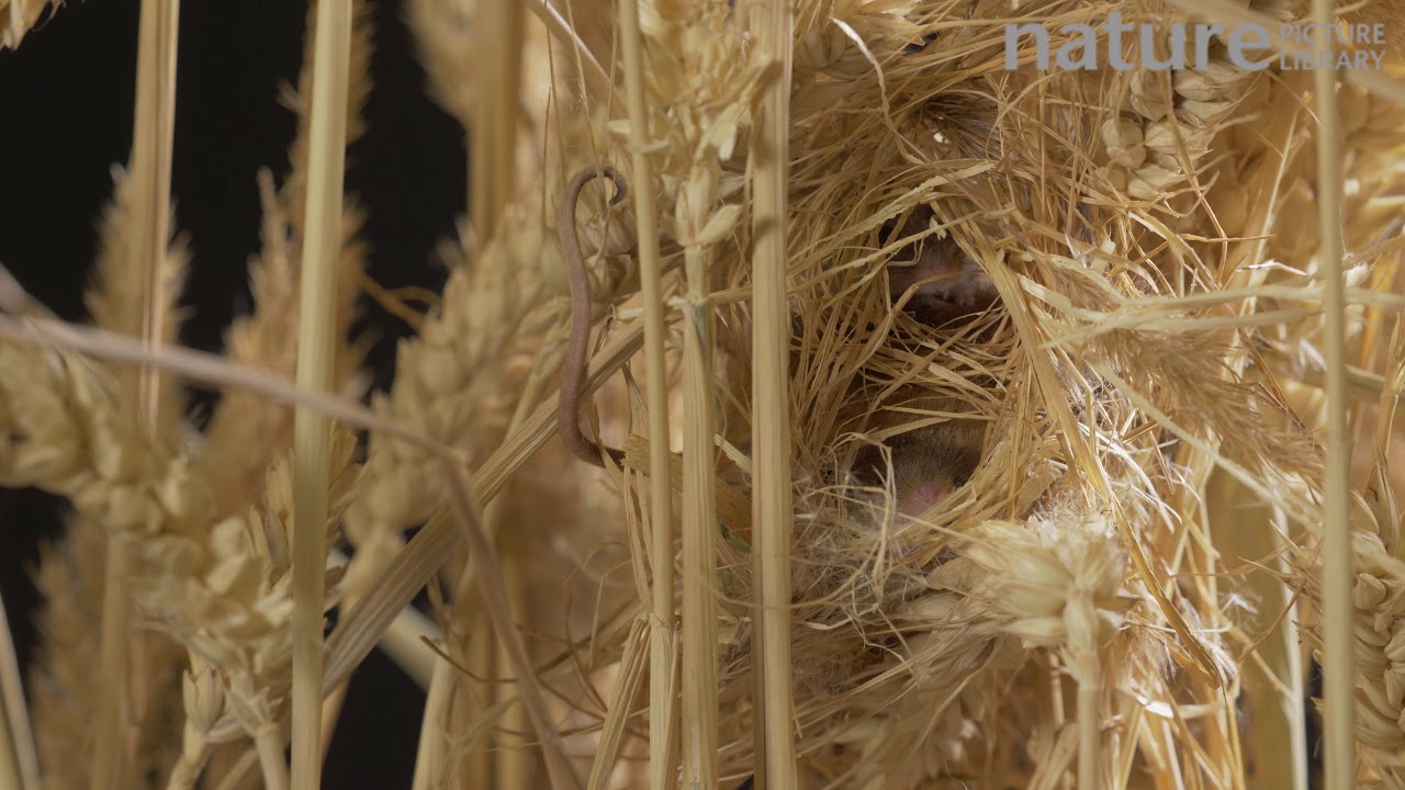 Close-up of a Harvest mouse in nest amongst wheat stalks, demonstrating use of prehensile tail