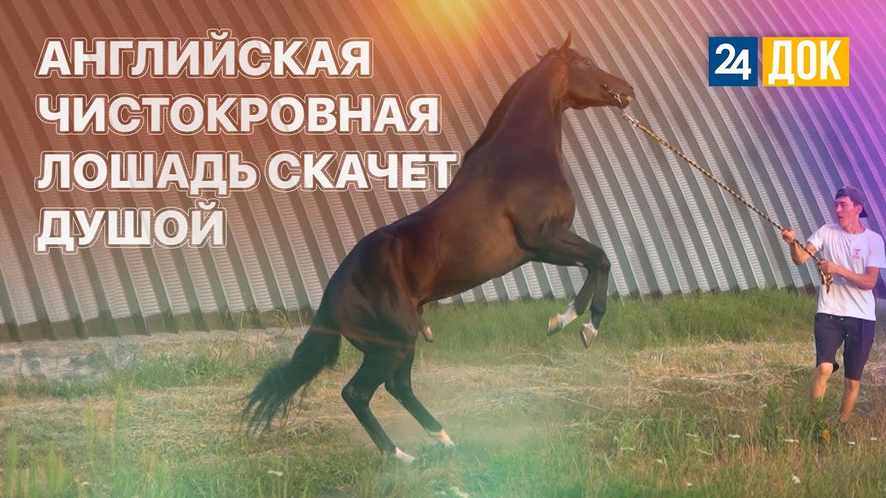 Кубанский фермер воспитывает англичан. 