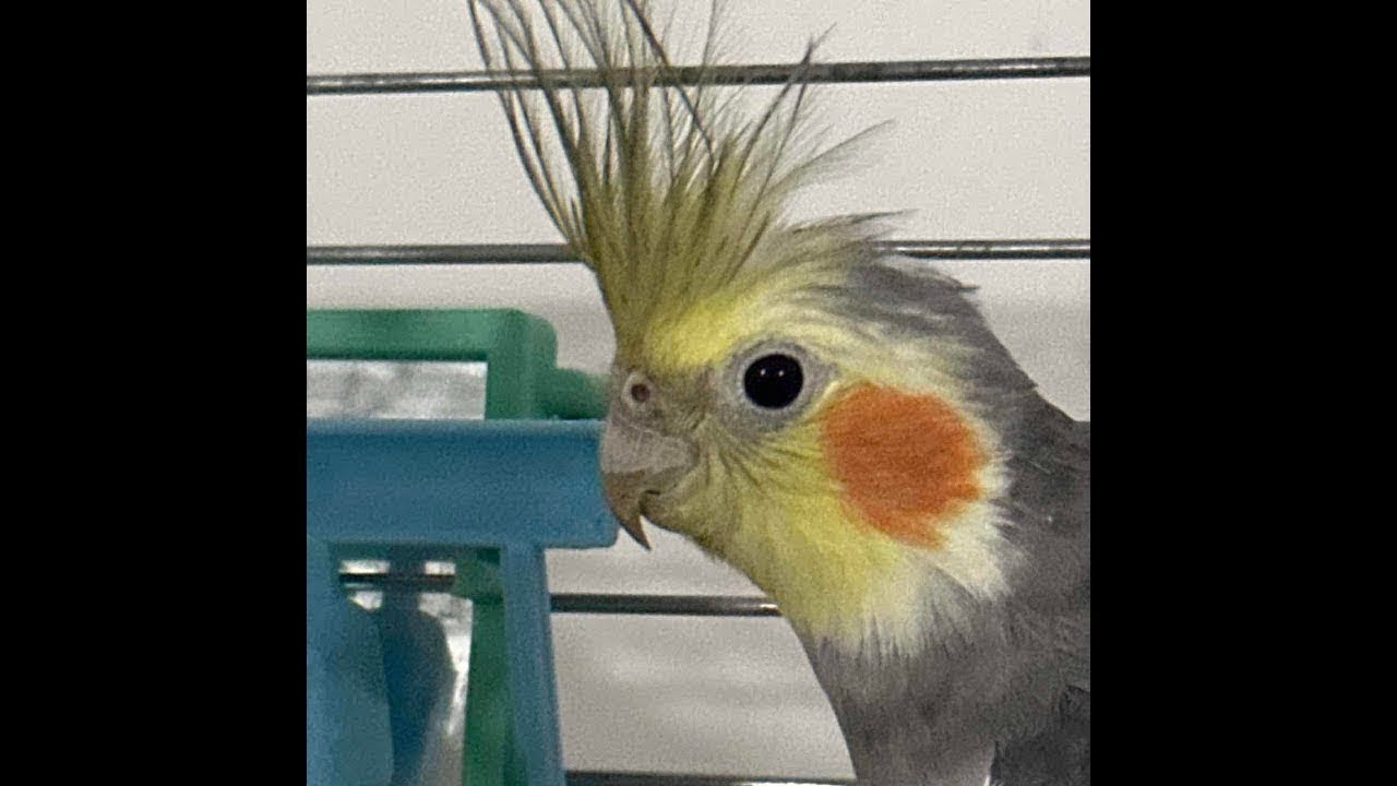 Parrot Cocktail