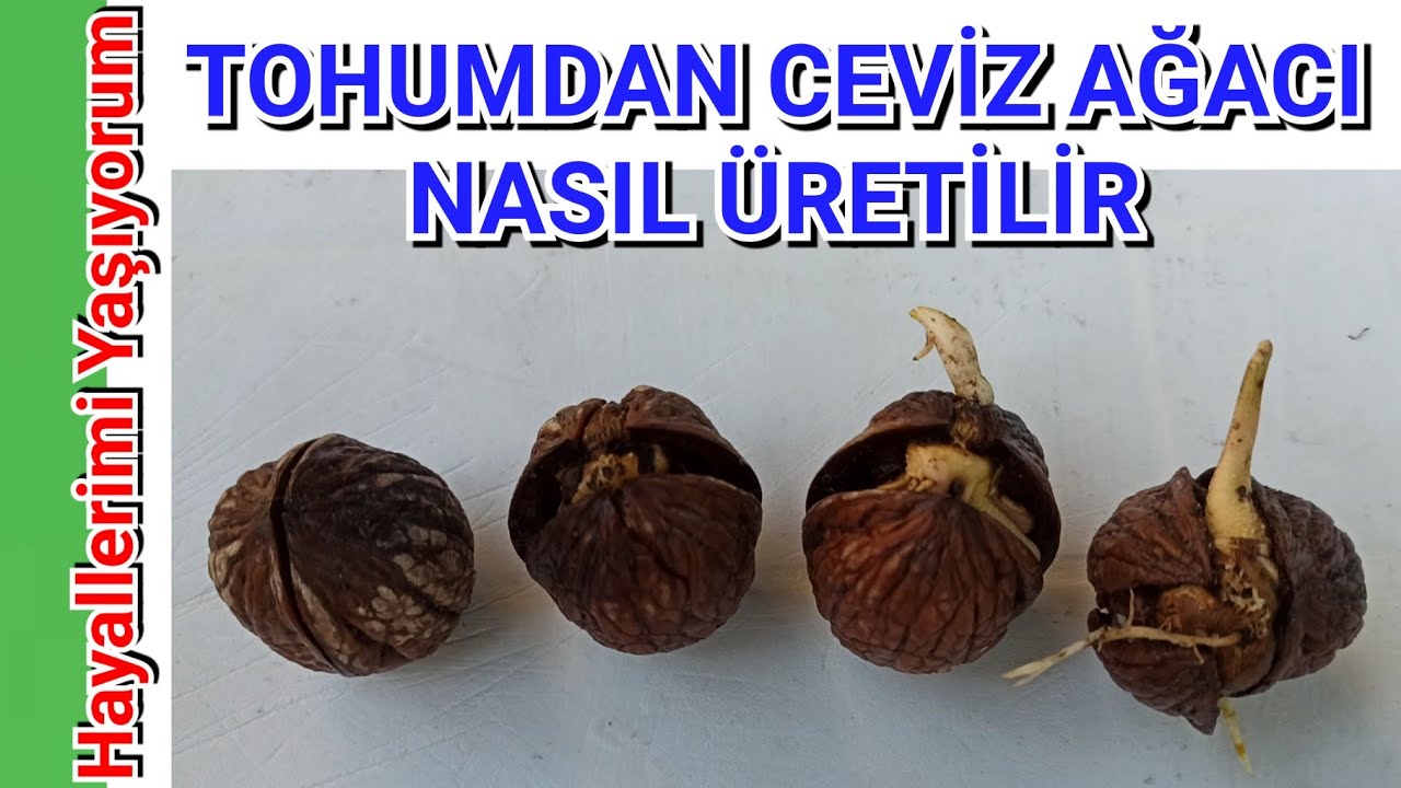 Ceviz Nasıl Çimlendirilir