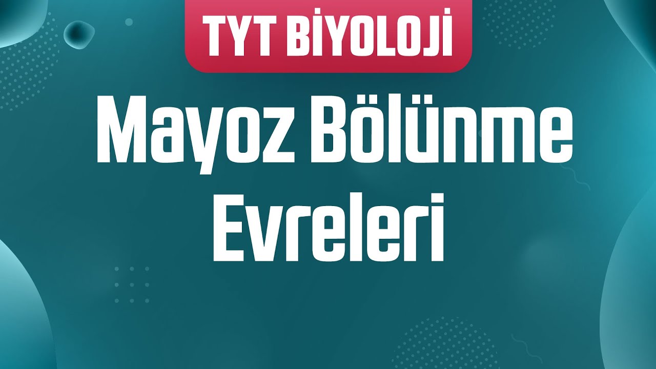 34) Mayoz Bölünme ve Evreleri