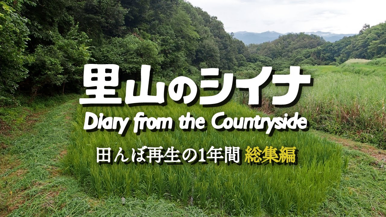 森になった田んぼを再生して収穫するまでの記録