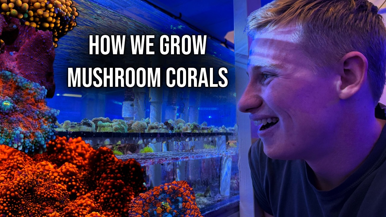 How to Keep Mushroom Corals!