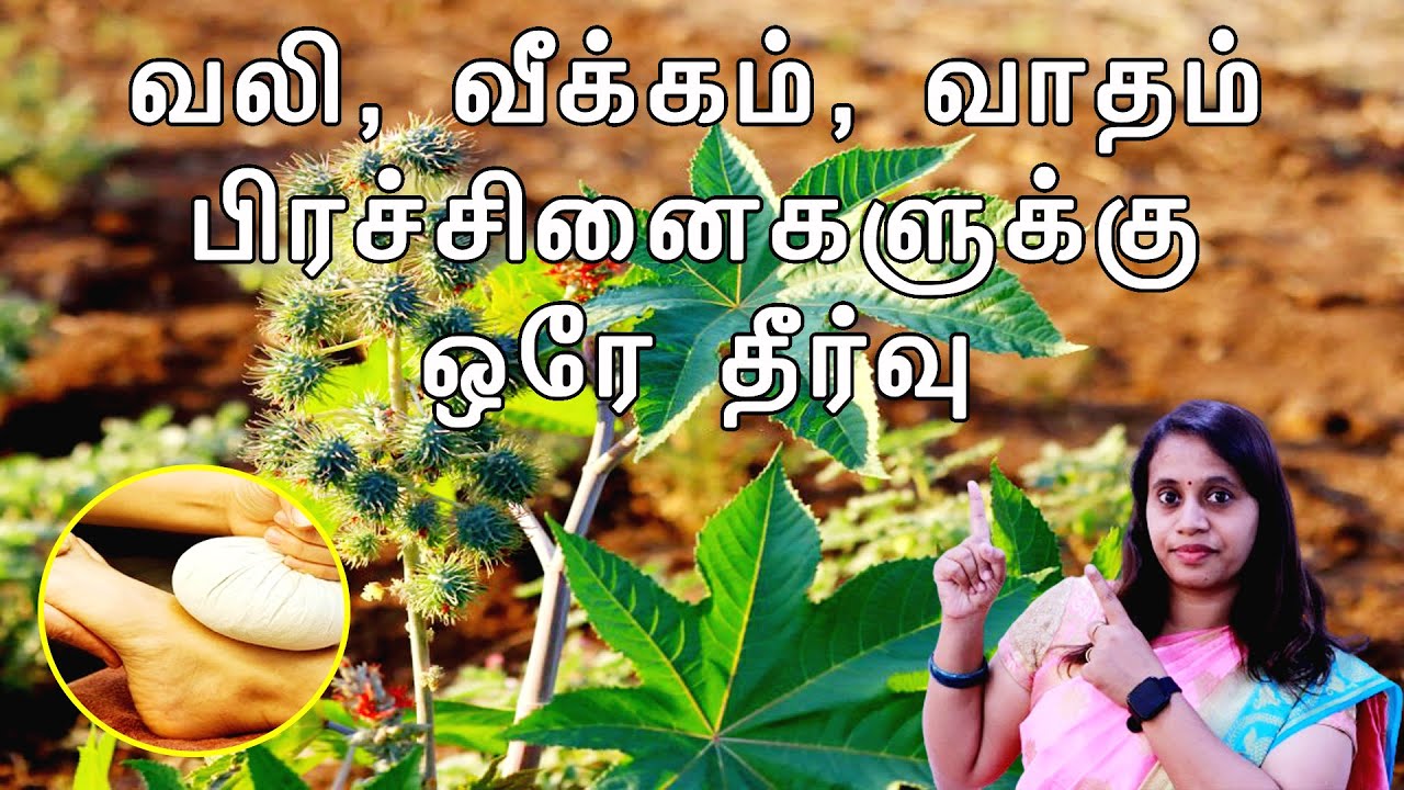 மருத்துவ குணங்கள் நிறைந்த ஆமணக்கு இலையை பயன்படுத்துவது எப்படி | Castor Leaf | வாத நிவாரணி