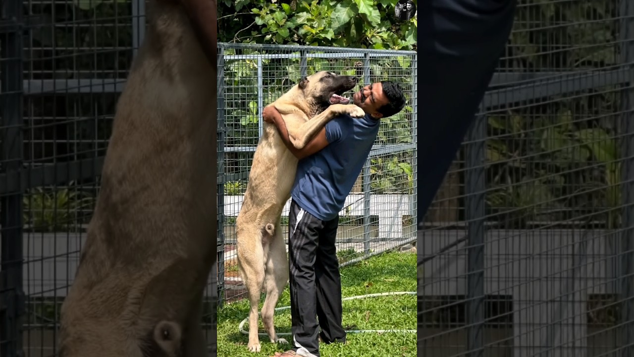 Most bite force dog in the world #dog