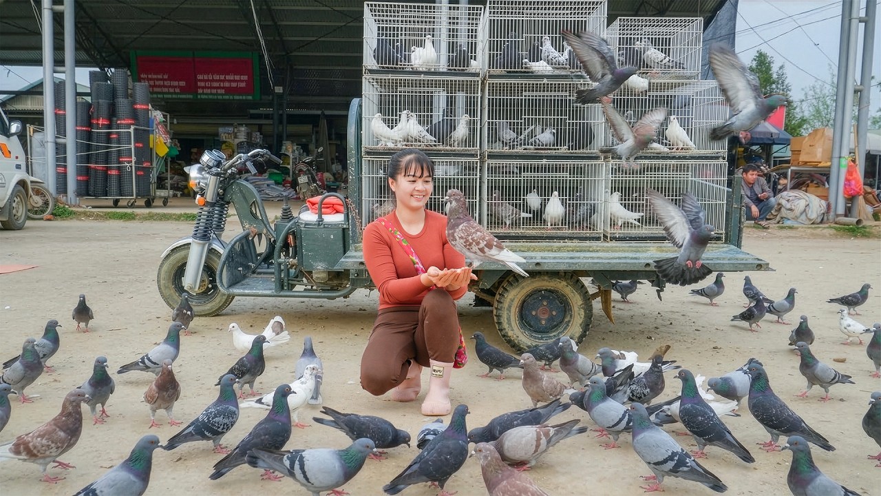 Harvesting A Lot of Pigeons at the Farm -- Use Truck Transport Many Pigeons To Sell