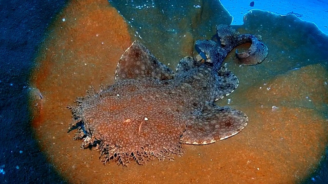 Raja Ampat2イナズマヤッコ. タッセルドオオセ