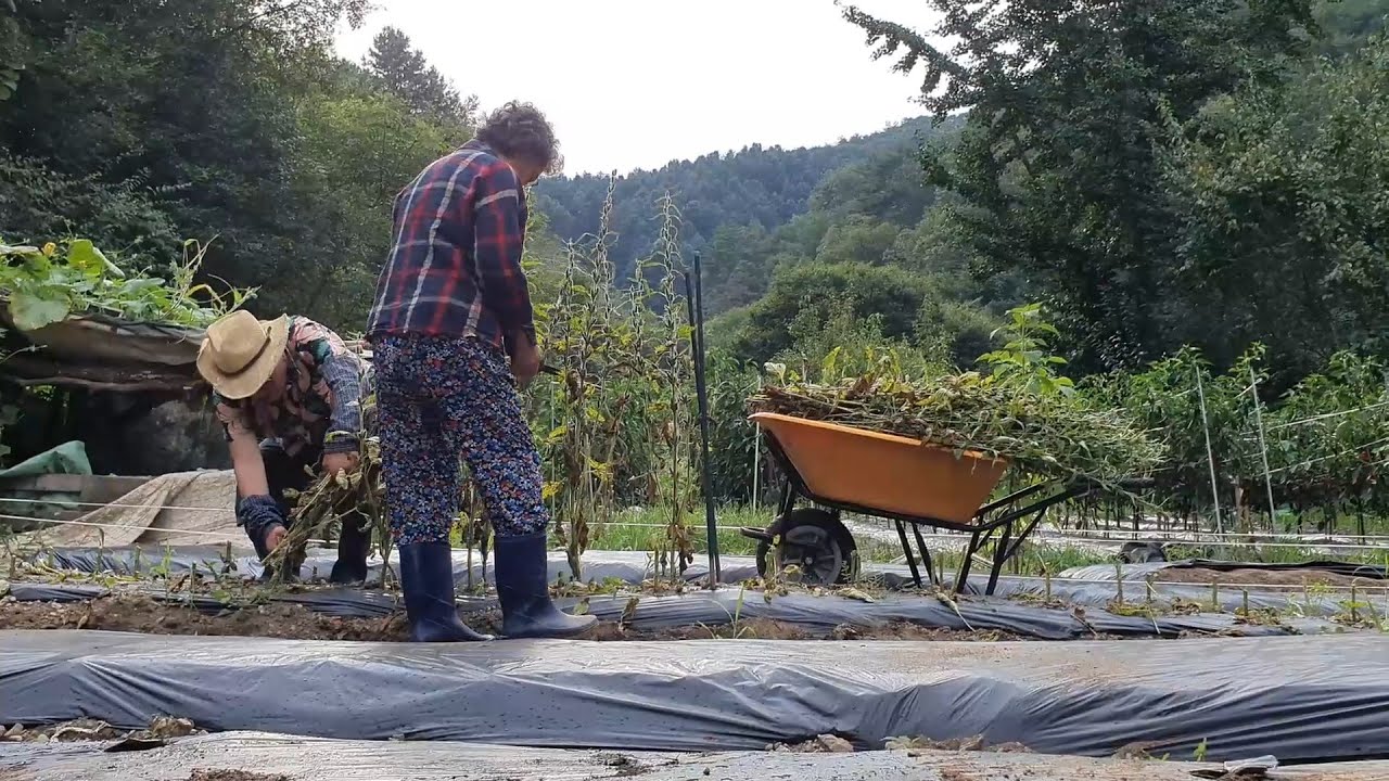 Дождливая погода в корейской деревне, семена кунжута, перец и жареный рис с кимчи