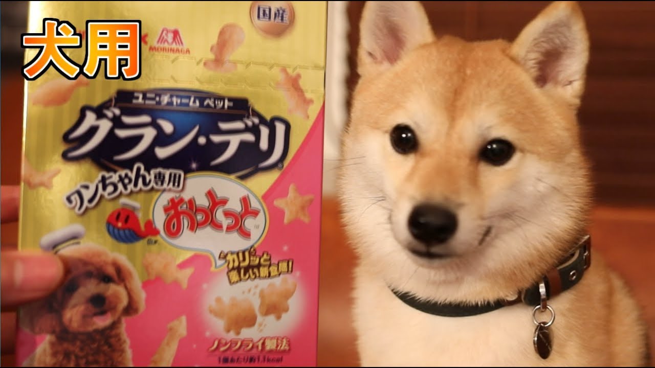 犬専用おっとっとが美味すぎて食べるのがやめられない！