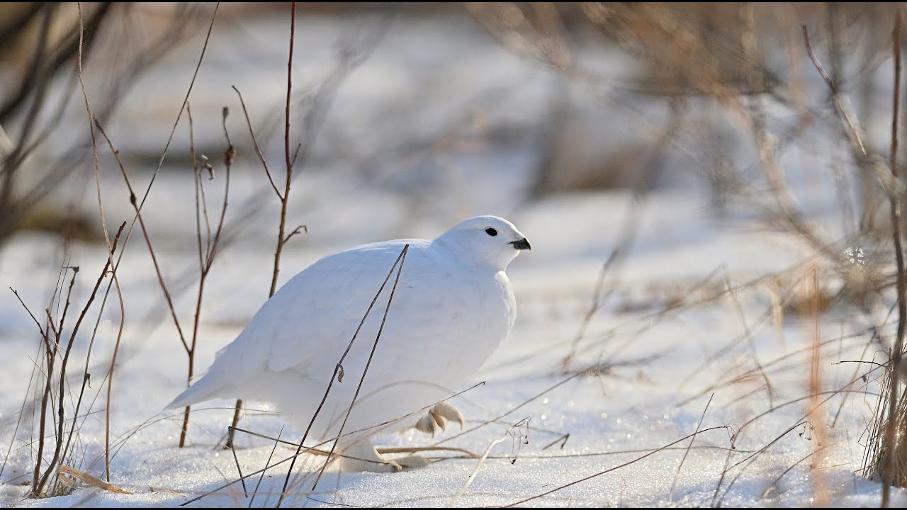 Lagopède des saules - Willow Ptarmigan - Lagopus lagopus