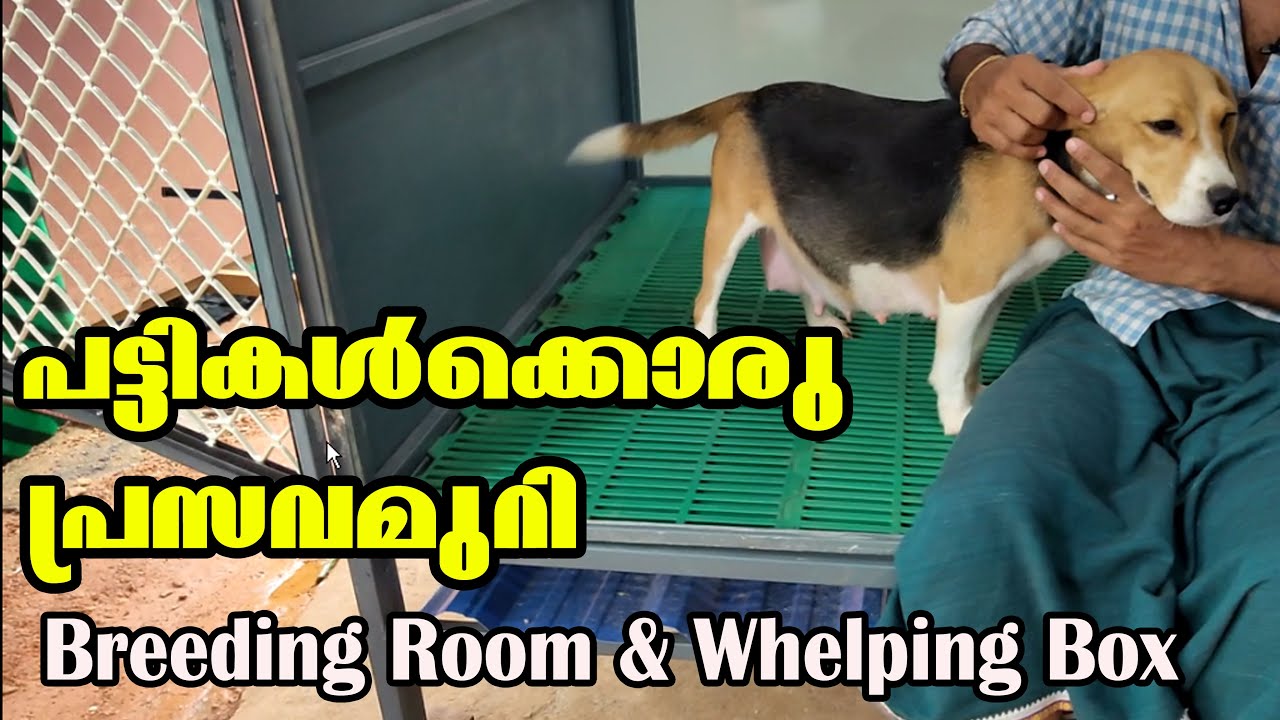 Breeding cage I whelping box I dog farming kerala I dog delivery