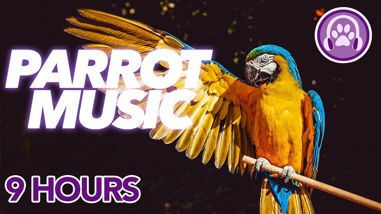 HOW TO Calm a Parrot - Magic Music for Anxious, Stressed or Lonely Birds 🦜