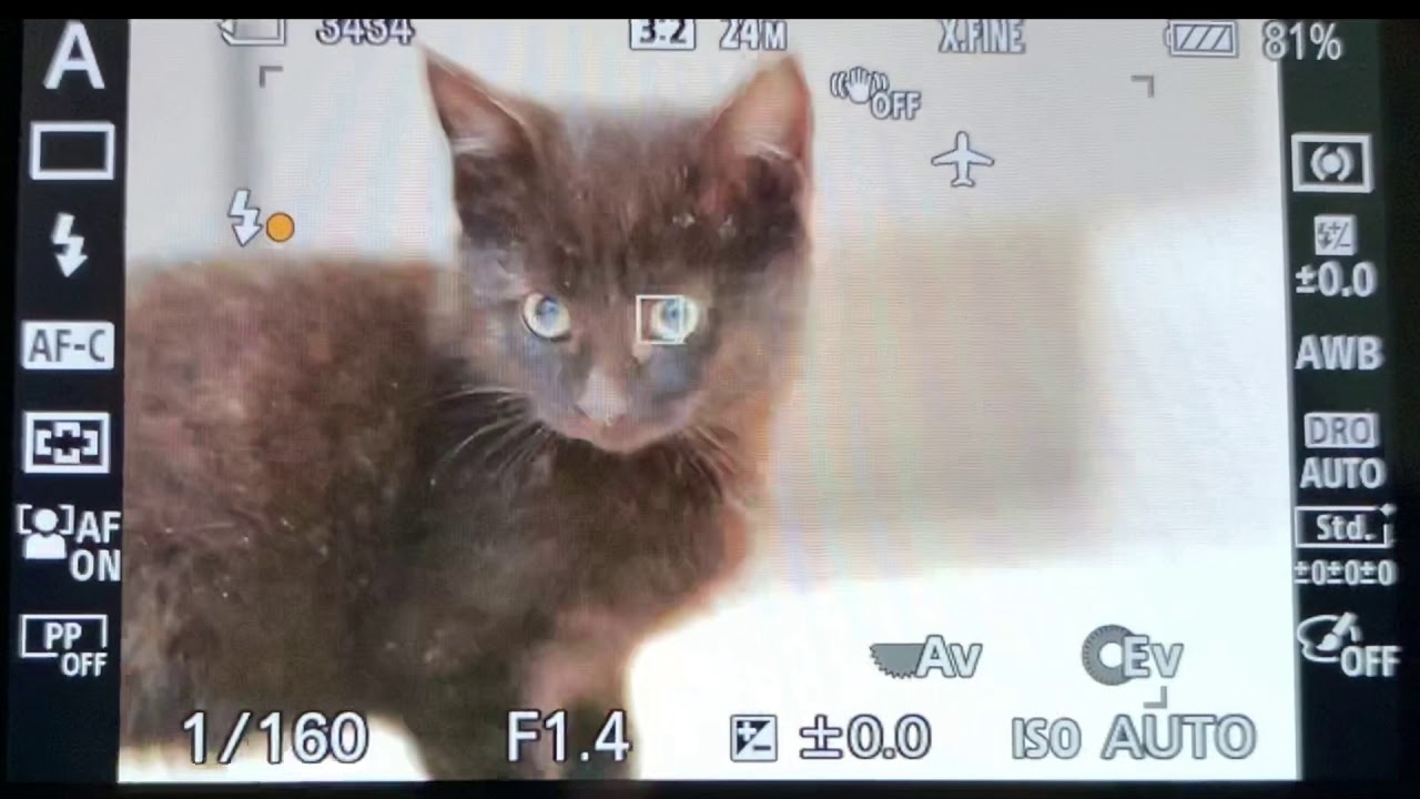 Testing Sony a6400 animal eye AF on some rescued kittens!