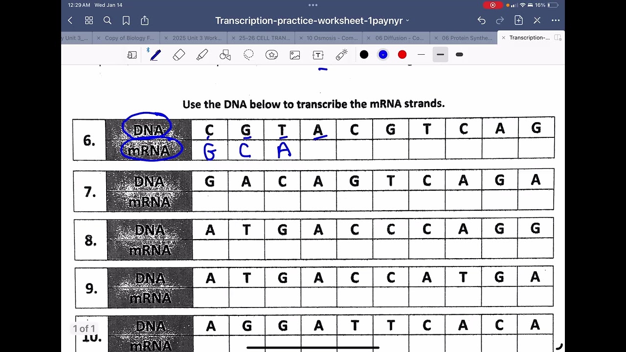 Central Dogma transcription wkst video