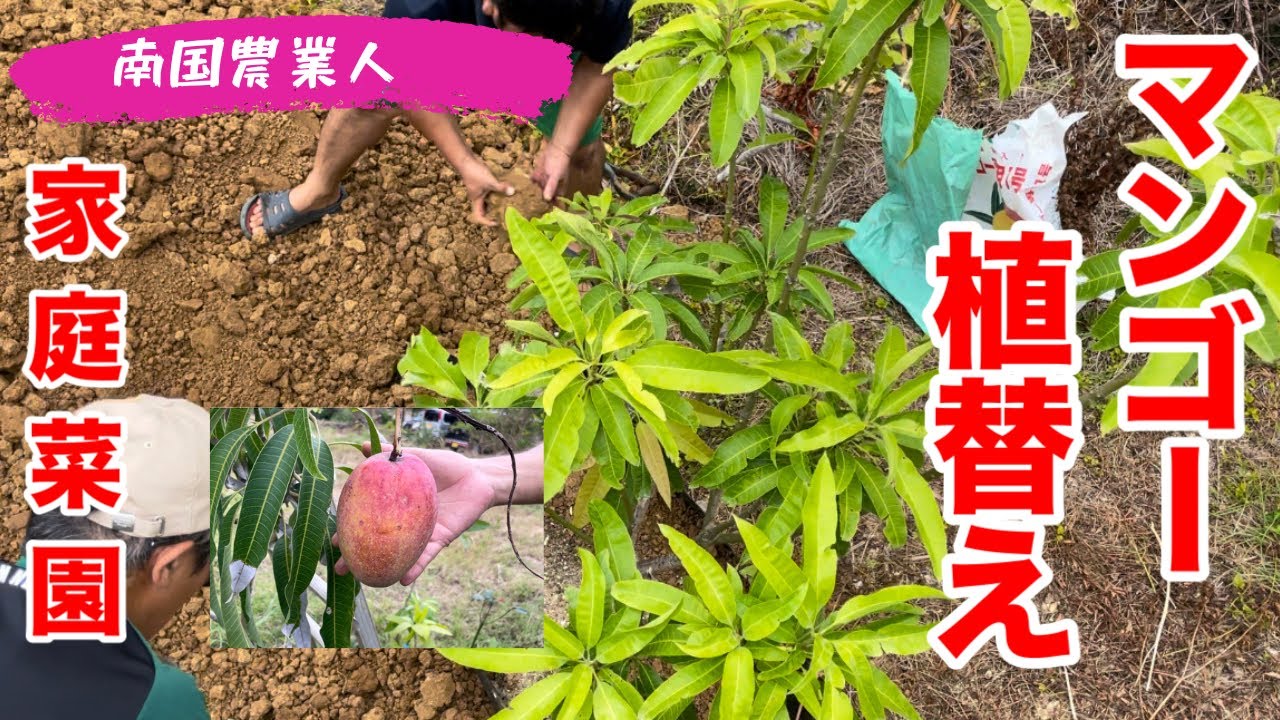 【マンゴー】あれから２年経ち、マンゴーを鉢植えから地面へ！#マンゴー #マンゴー栽培 #家庭菜園 #ヨロン島