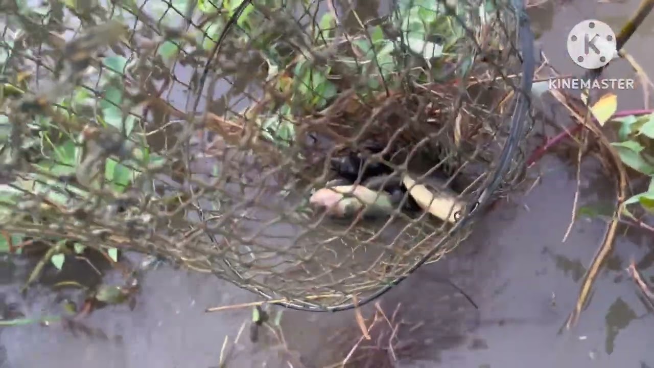 Fishing Videos, Fish traps,October 18, 2025