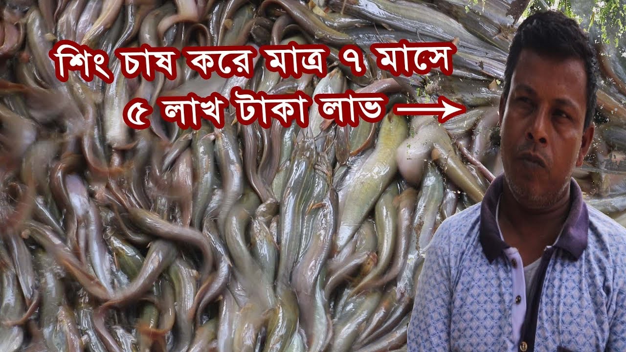 শিং মাছ চাষ করে ৫ লাখ টাকা লাভ জানালেন- আহসান হাবিব, Scorpion Fish Farming