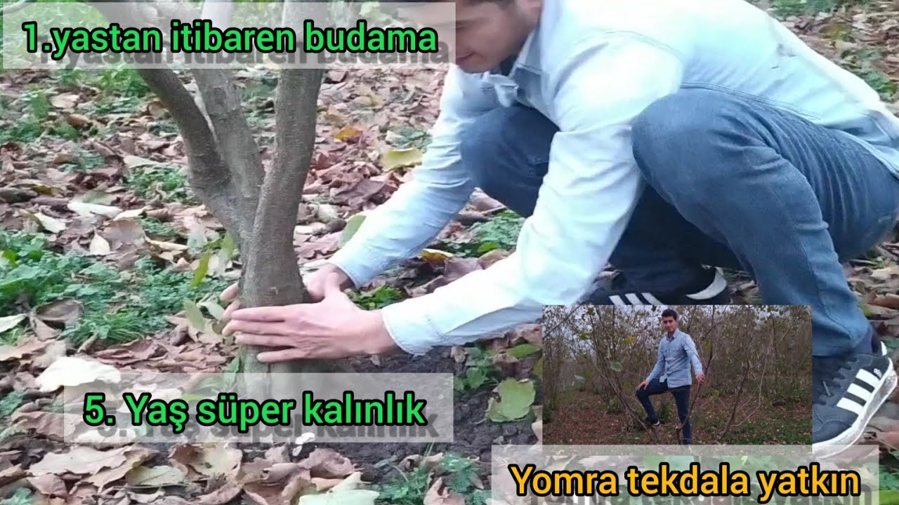 5. yaş TEK GÖVDE Yomra budaması yapıyoruz ayrıntılı anlatım ağaç olamaya başladı🌳❗
