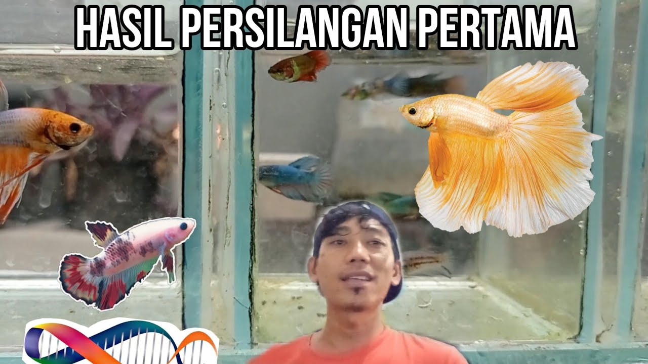 UPDATE HASIL PERSILANGAN IKAN CUPANG ➡️HALFMOON DAN PLAKAT