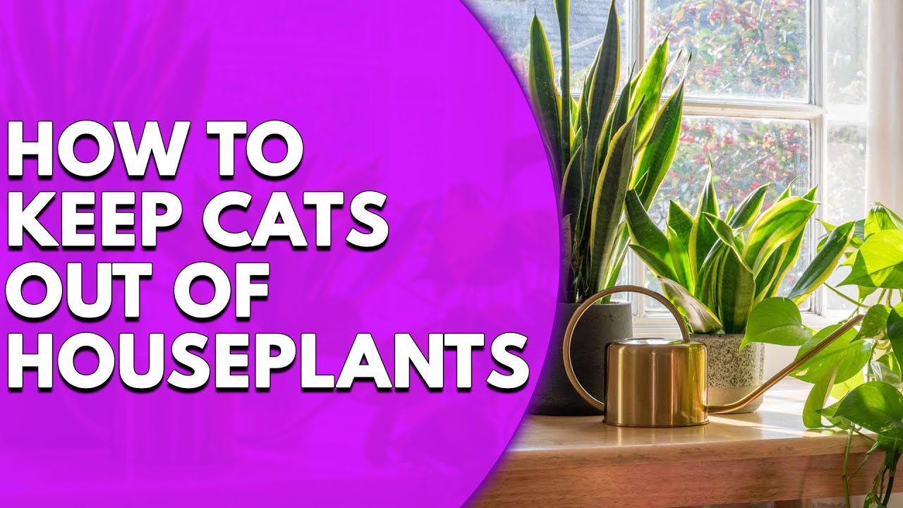 How to Keep Cats Out of Houseplants: Simple Guide