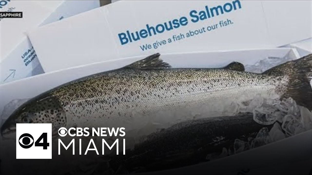 Salmon farming in South Florida? It's happening in Homestead