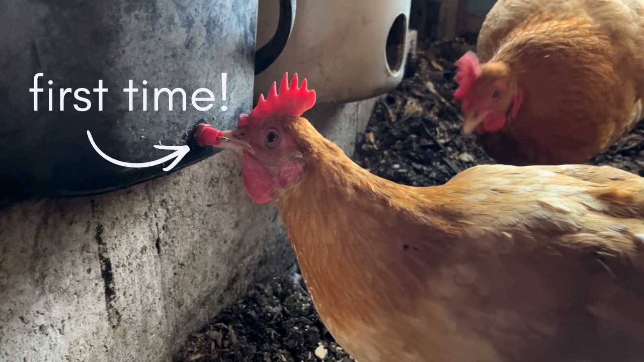 A Tour of My Chicken Coop