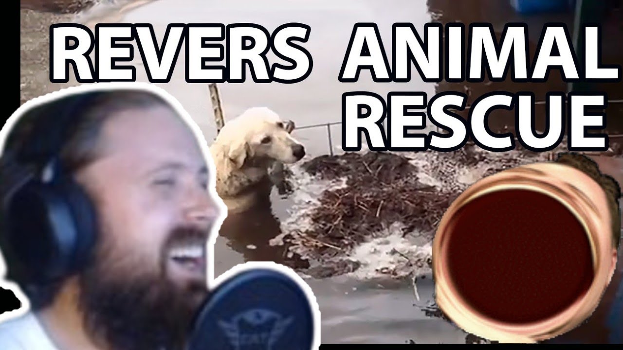 Forsen Reacts to Reverse animal rescue compilation