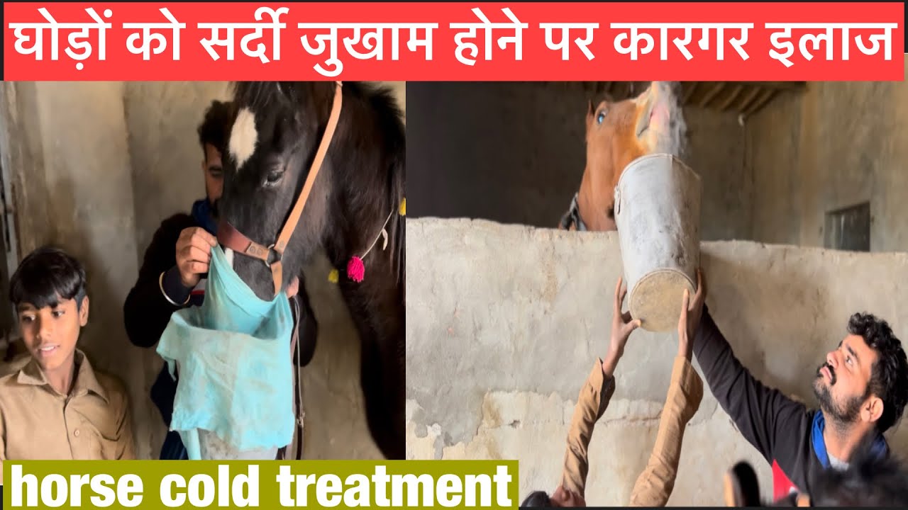 घोड़ों को सर्दी जुखाम होने पर इलाज/horse cold treatment/horse treatment #horse #treatment #video