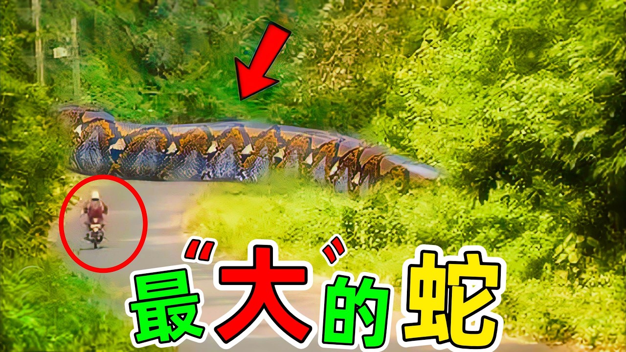 世界上最大的蛇！你永遠無法想像蛇竟然可以長這麼大，超罕見#世界最大的蛇 #大蛇 #巨蟒 #科普 #世界之最 #王宇觀地球