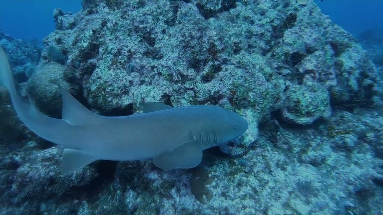 Santa Dives With Sharks At Molasses Reef!