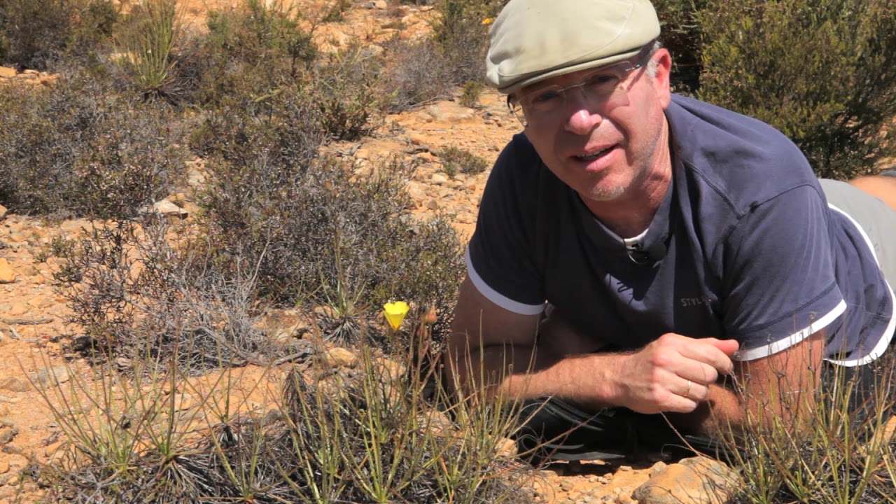 Nuestra planta carnívora Drosophyllum lusitanicum - una de las especies más raras del Planeta