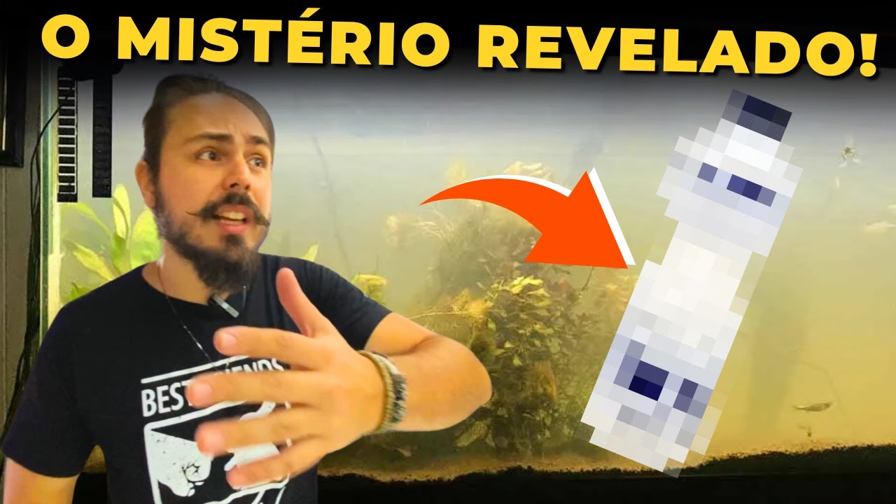 🔴CUIDADO! ÁGUA LEITOSA NO AQUÁRIO E O QUE PODE ACONTECER |Mr. Betta|