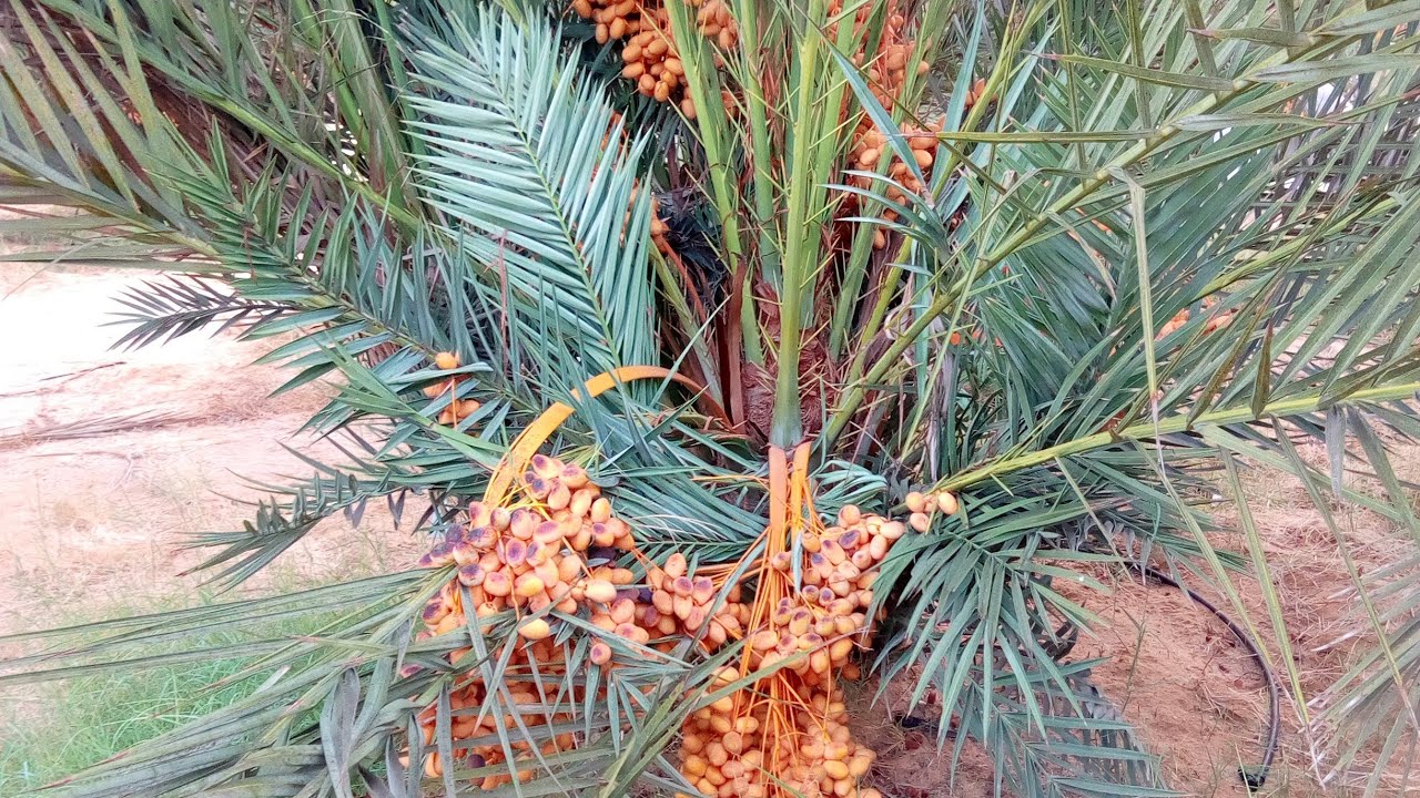 نخيل المجدول بعمر ثلاث سنوات في المشتل