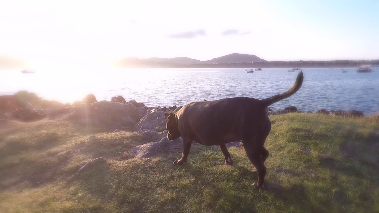 Nefyn 🦀  Coch Tŷ Inn ⛺️ Wales Wildcamping 2017 🎶 Seadog